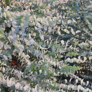 Arbres eucalyptus cinerea_wab