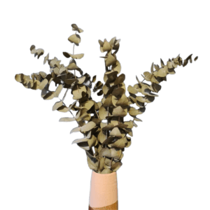 Eucalyptus_Tiges 60_70cm