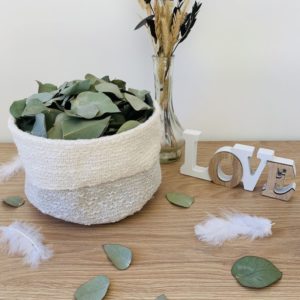 Eucalyptus_confettis_Cinerea_web