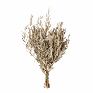 Eucalyptus_parvifolia_feuillesallongées_tiges