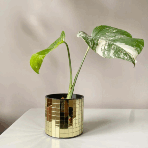 cache-pot-DISCO-S-or