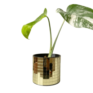 cache-pot-DISCO-S-or-thumb