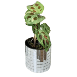 cache-pot-DISCO-S-argent-thumb