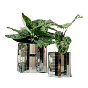 cachepot_disco_thumb