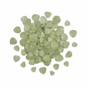 confettis_eucalyptus_cinerea_arrondis