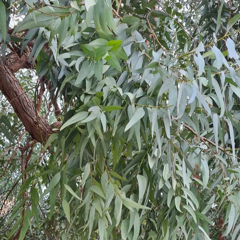 eucalyptus_Cinerea allongé frais eucalyptus_Cinerea allongé frais