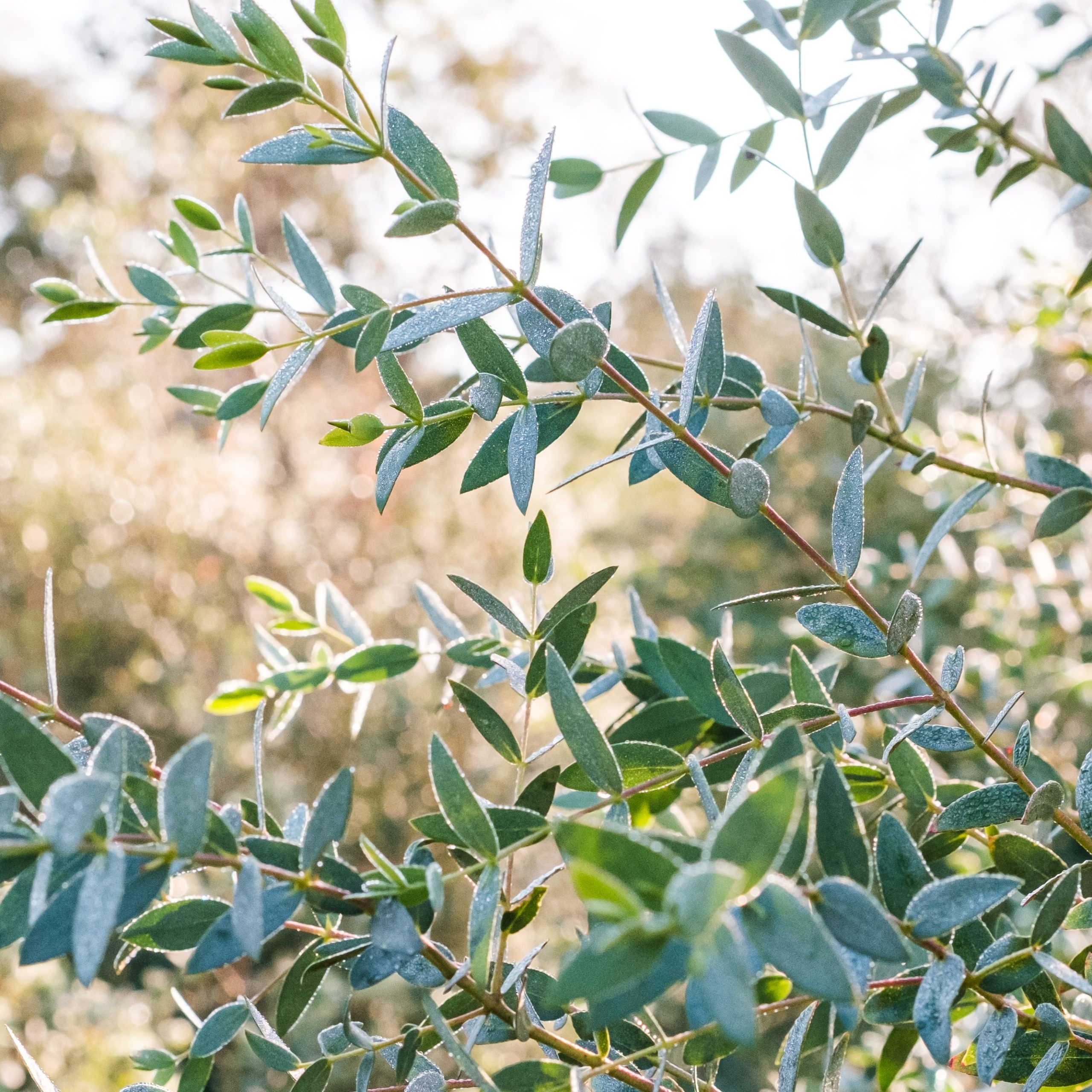 eucalyptus_Parvifolia frais eucalyptus_Parvifolia frais