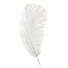 plume_autruche