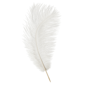 plume_autruche