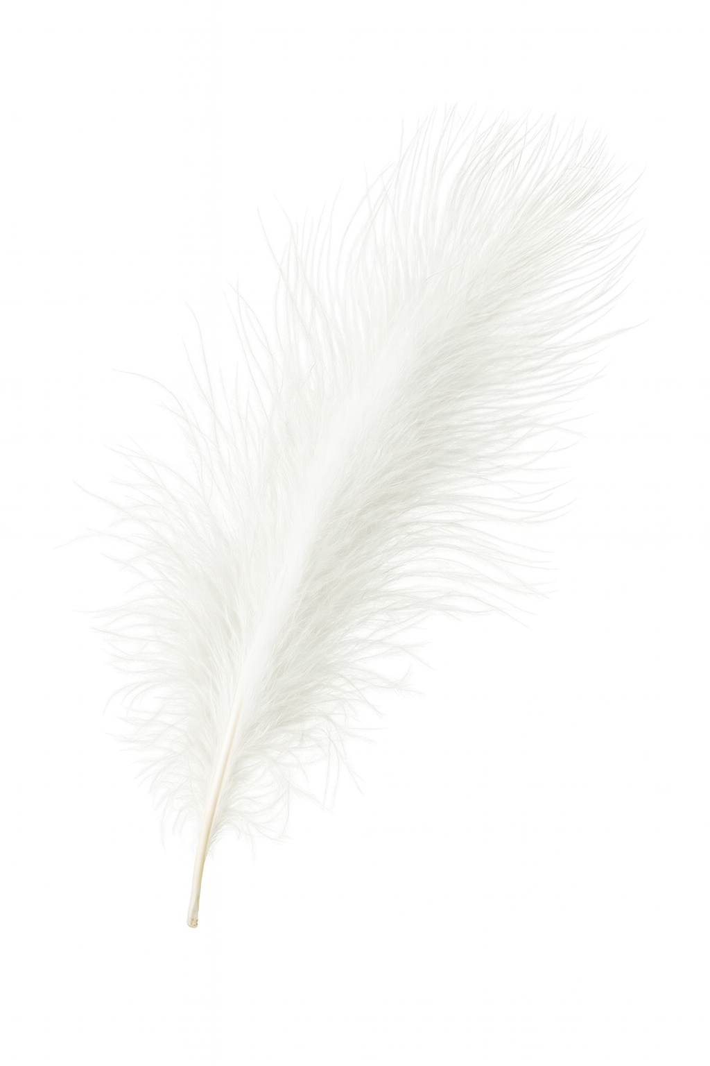 plume_autruche_2 plume_autruche_2