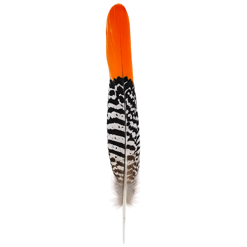 plume_faisan_de_lady plume_faisan_de_lady