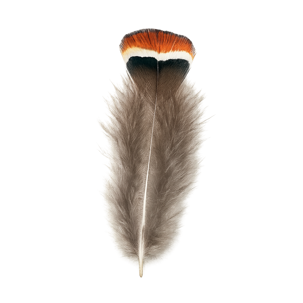 plume_faisan_de_lady_8-10cm plume_faisan_de_lady_8-10cm