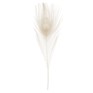 plume_paon_blanc