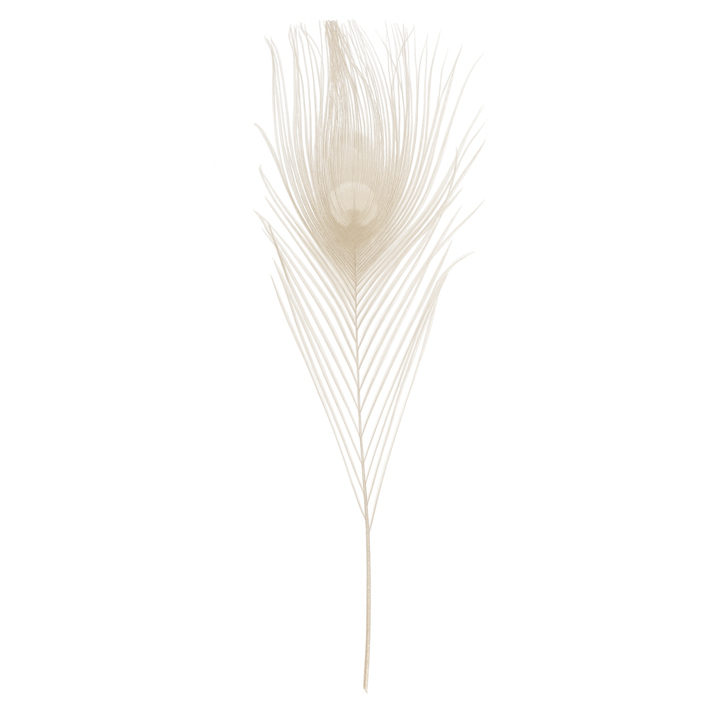 plume_paon_blanc plume_paon_blanc