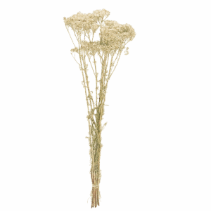 Achilée-blanc-bouquet