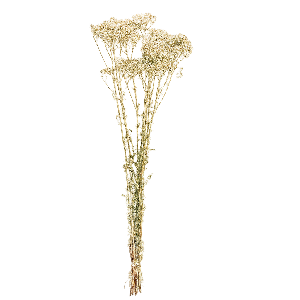 Achilée-blanc-bouquet Achilée-blanc-bouquet