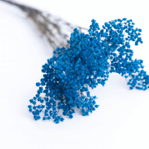 Achilée-bleu-électrique