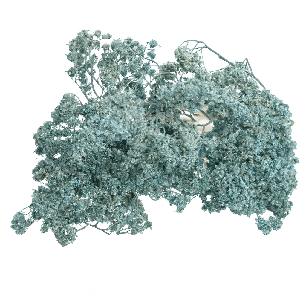 Achilée-bleu-gris Achilée-bleu-gris