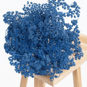 Achilée-bleu-marine