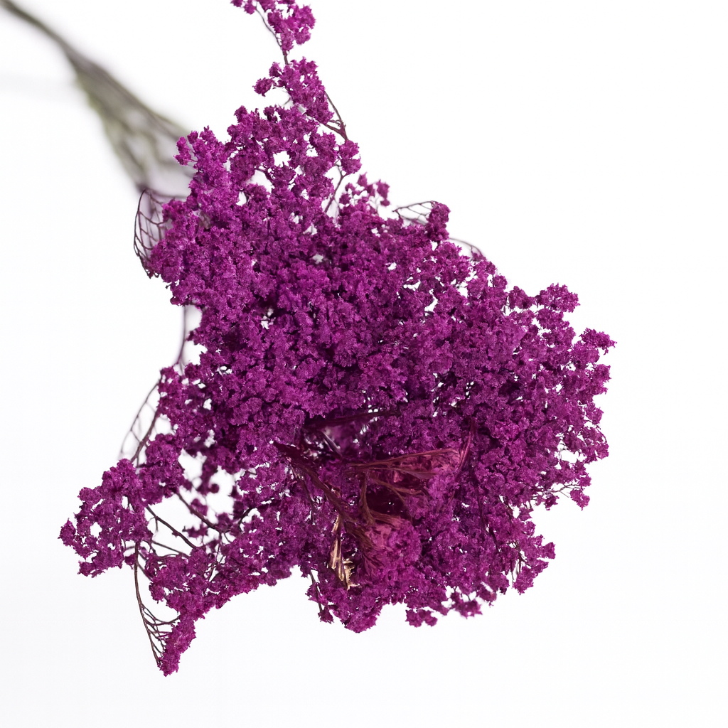 Achilée-lilas Achilée-lilas