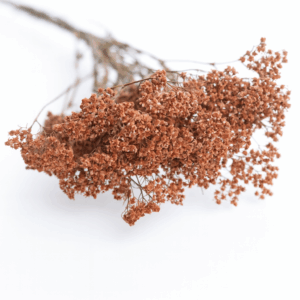 Achilée-rose_antique