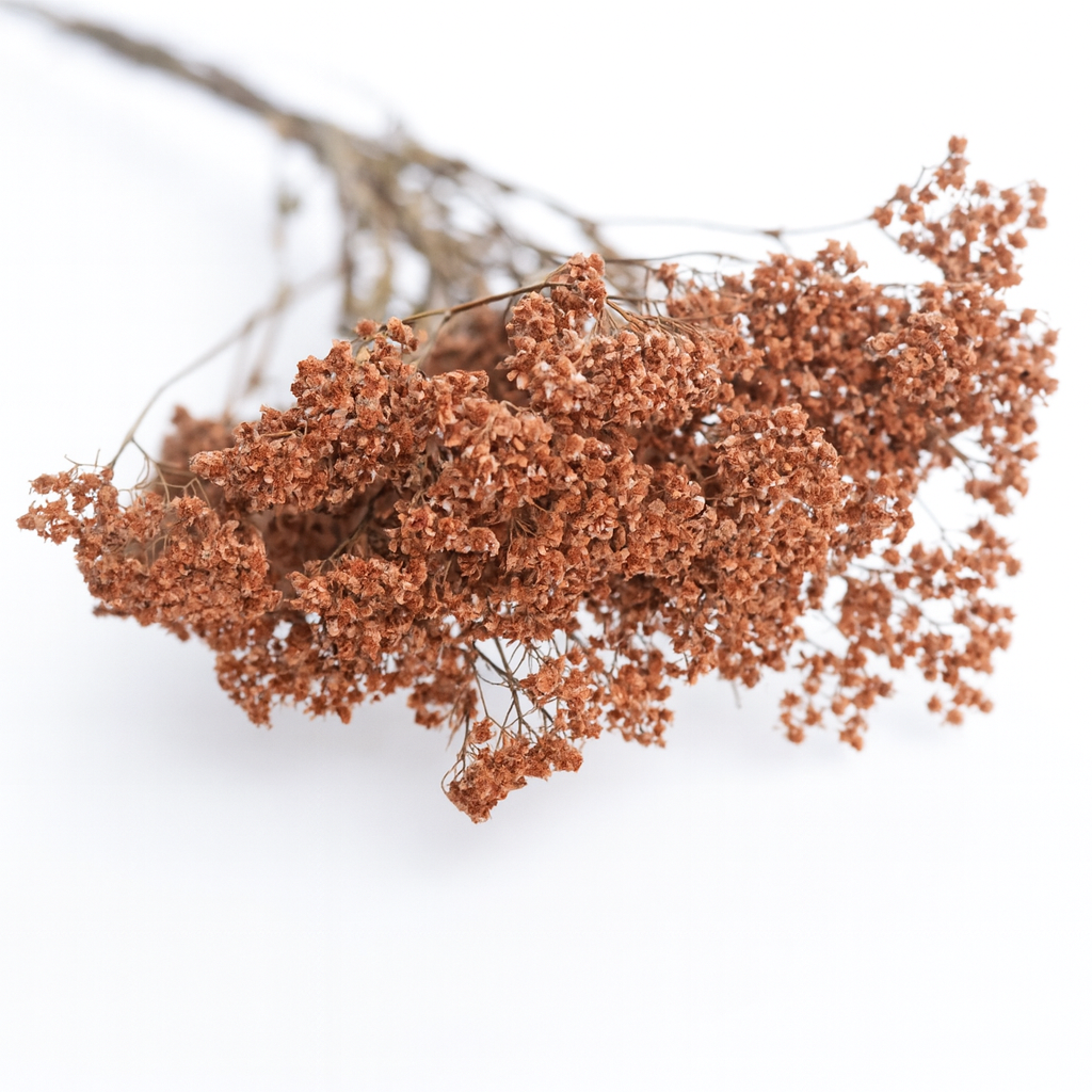 Achilée-rose_antique Achilée-rose_antique