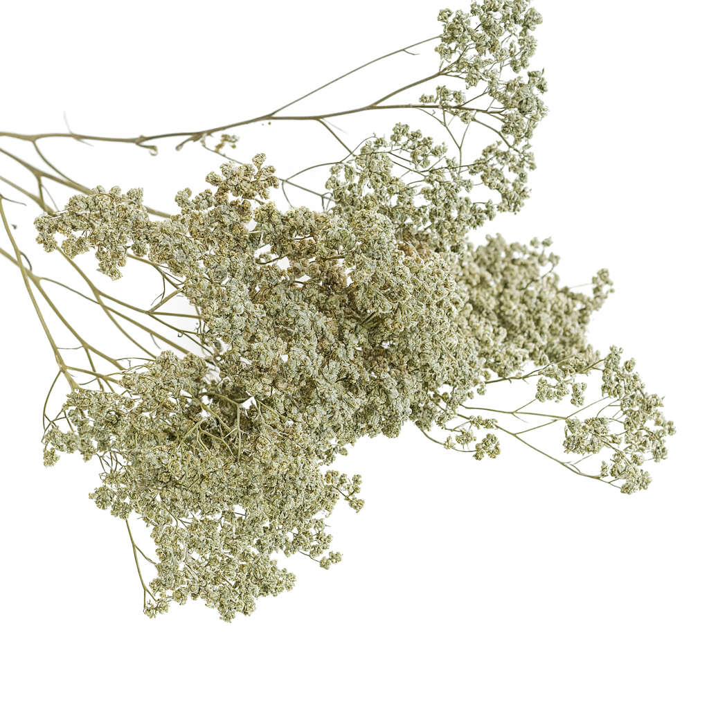 Achilée-vert-sauge Achilée-vert-sauge