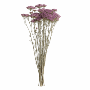 Achilée-violet-bouquet