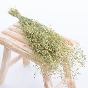 Gypsophile_elegans_1