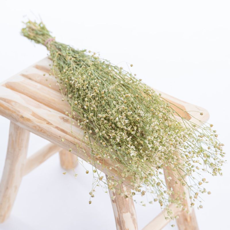 Gypsophile_elegans_1 Gypsophile_elegans_1