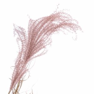 Miscanthus terracotta