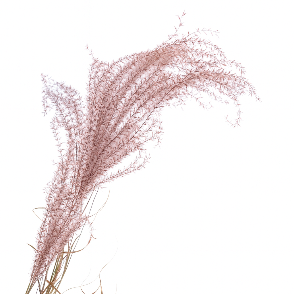 Miscanthus terracotta Miscanthus terracotta