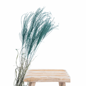 Miscanthus_séché_bleu_canard