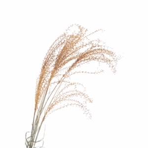 Miscanthus_séché_jaune_moutarde