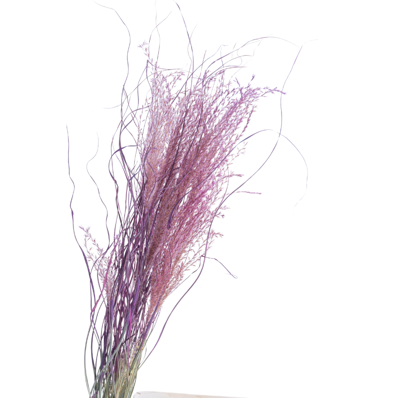 Miscanthus_séché_lilas Miscanthus_séché_lilas