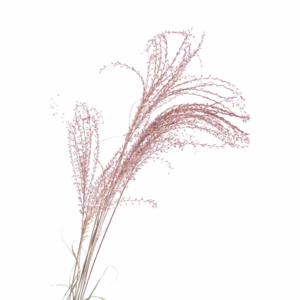 Miscanthus_séché_rose_antique