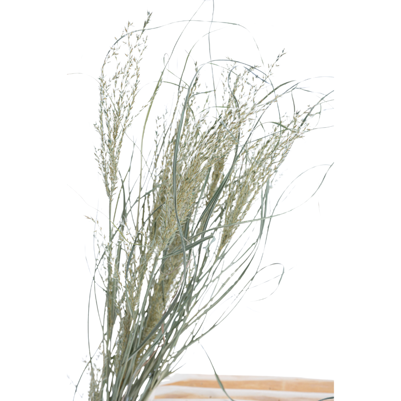 Miscanthus_séché_vert_sauge Miscanthus_séché_vert_sauge