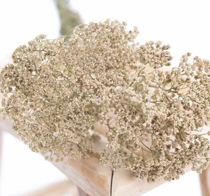 achilée_blanche_séchée_BIO