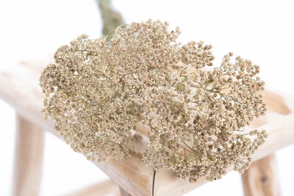 achilée_blanche_séchée_BIO achilée_blanche_séchée_BIO