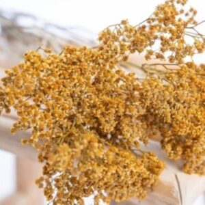 achilée-jaunemoutarde