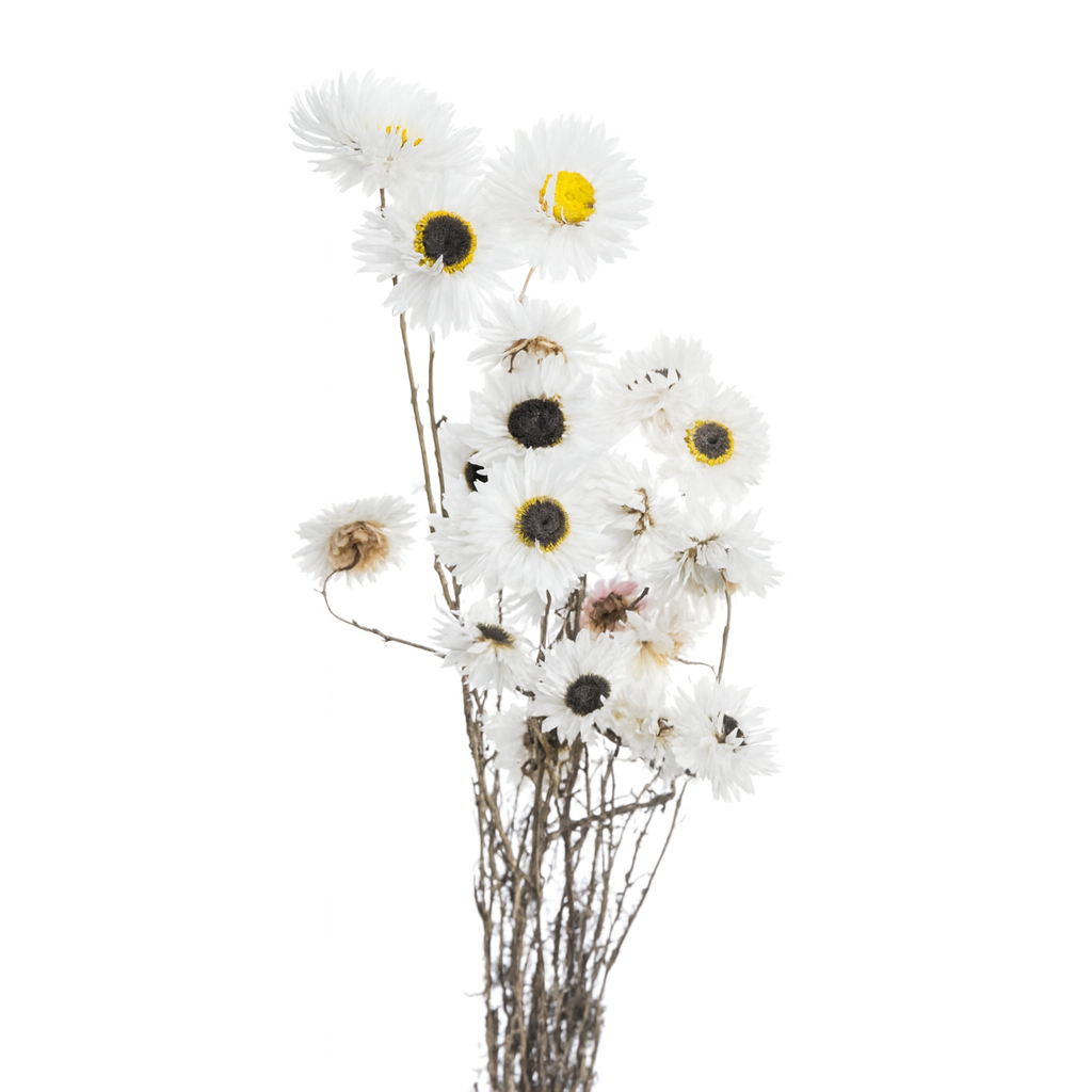 acrolinium blanc acrolinium blanc