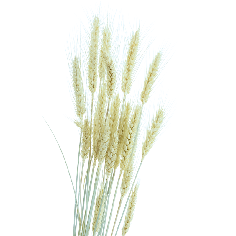 blé-naturel blé-naturel