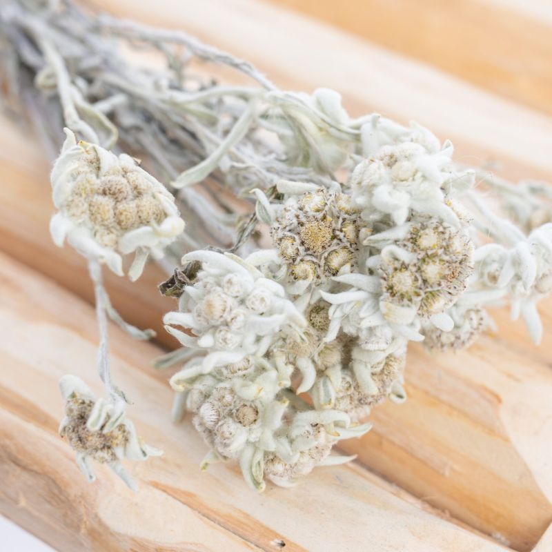 botte-edelweiss-sechee botte-edelweiss-sechee