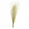 gypsophile_elegans_naturel