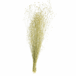 gypsophile_elegans_naturel