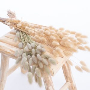 lagurus_blanchi_naturel