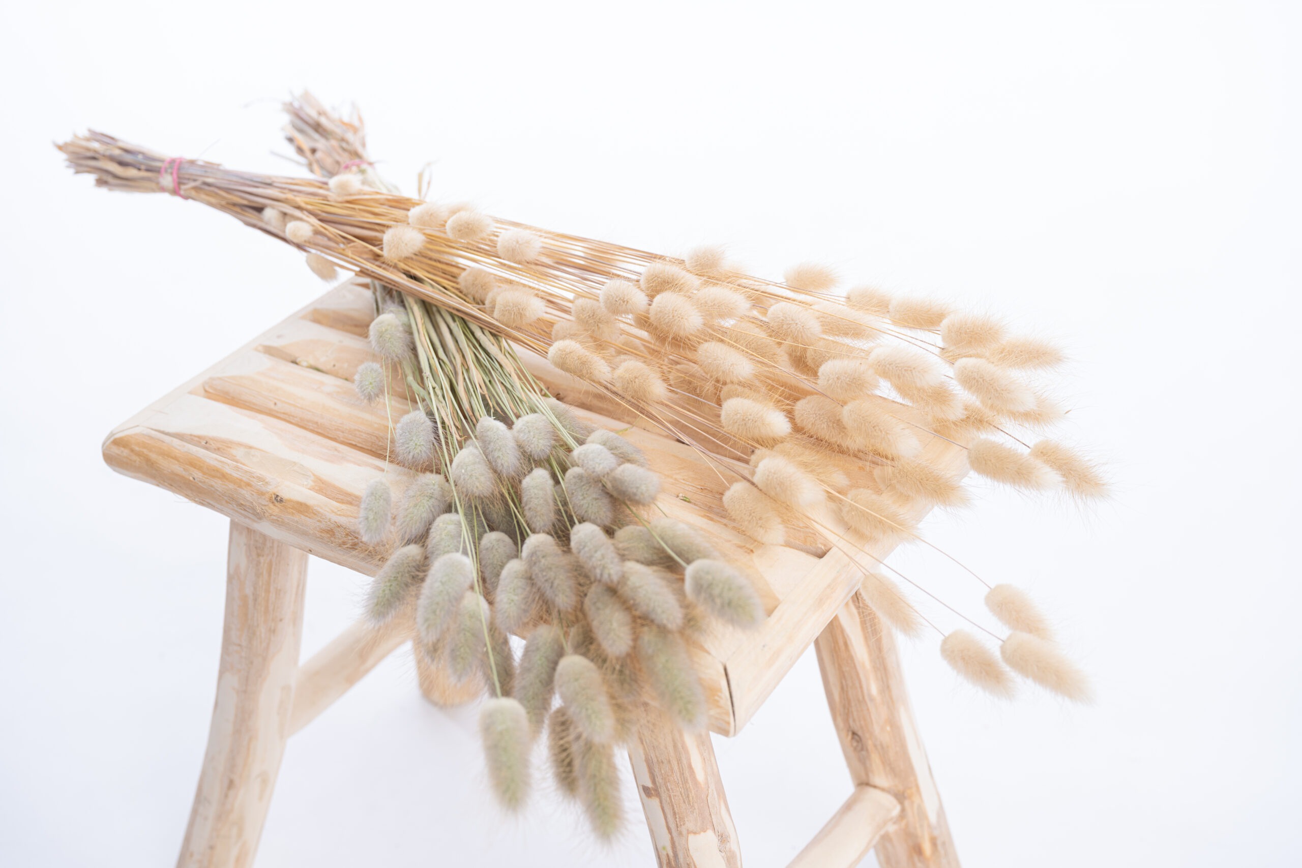 lagurus_blanchi_naturel lagurus_blanchi_naturel