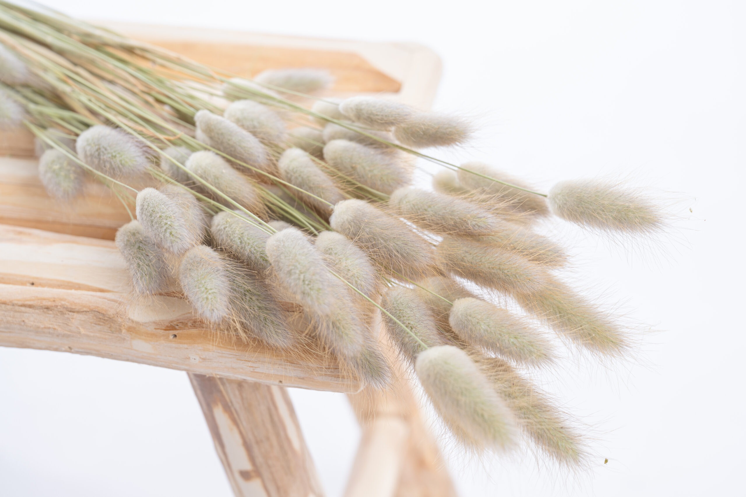 lagurus_naturel lagurus_naturel