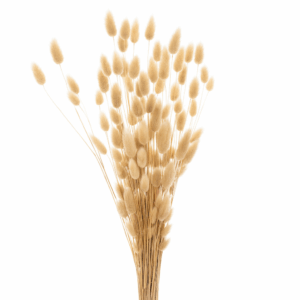 lagurus_séché_blanchi