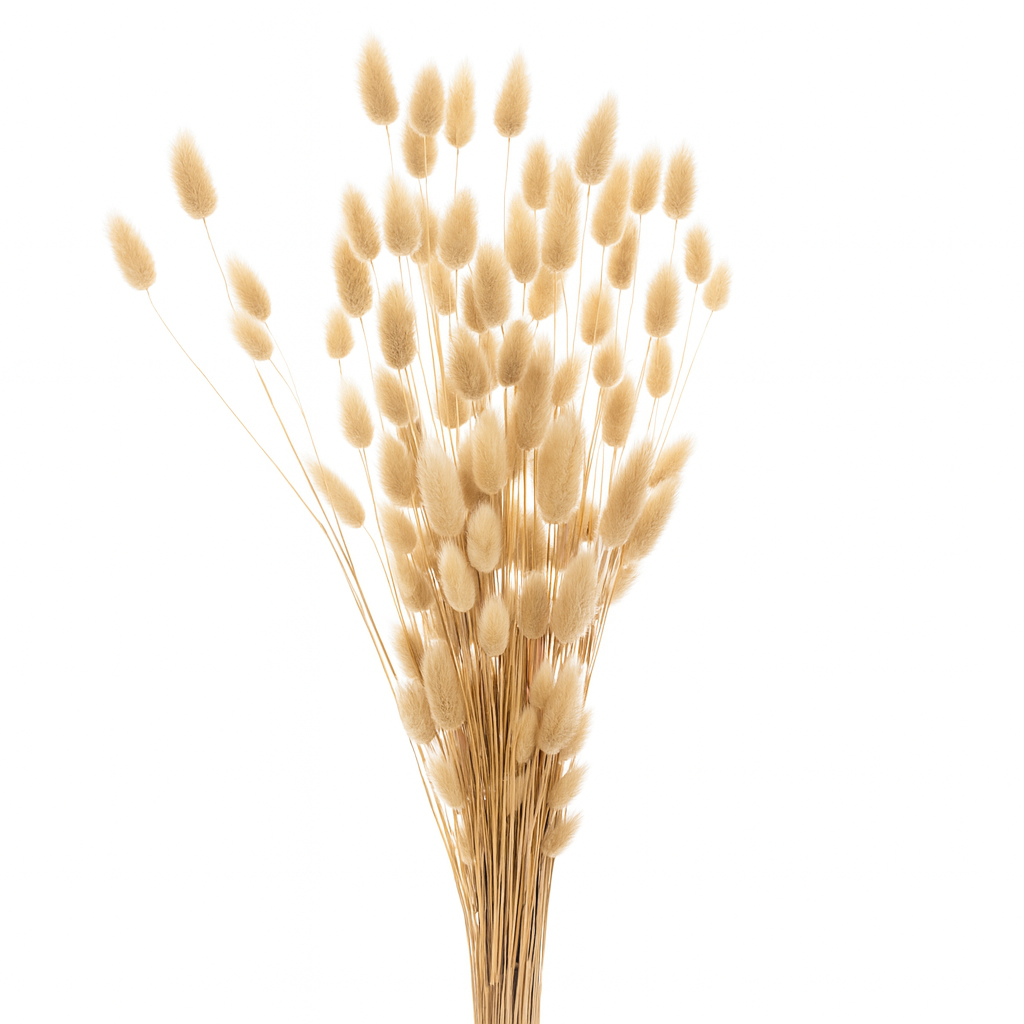 lagurus_séché_blanchi lagurus_séché_blanchi